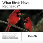 Birds with Red Head